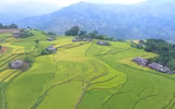 Mùa vàng Hoàng Su Phì qua ống kính flycam